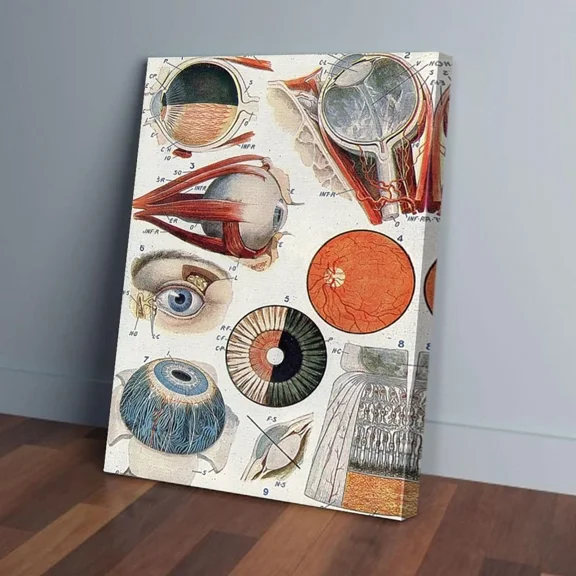 Poster Optometrist Anatomy Of Eyes - UNFRAMED Poster Prints, Wall Art For Home Decor Or Office - Great Gift Idea For Friends & Family, UNFRAMED-12x18
