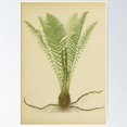 thumbnail image 1 of Poster Ostrich Fern - No Framed, Vintage Wall Art, Trendy Retro Print, Positive Quote Poster, Room Decor, Wall Art, 8x12, 1 of 2