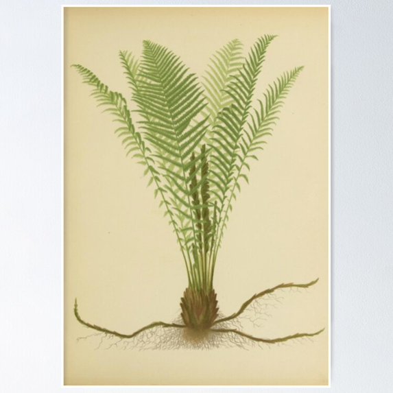 Poster Ostrich Fern - No Framed, Vintage Wall Art, Trendy Retro Print, Positive Quote Poster, Room Decor, Wall Art, 8x12
