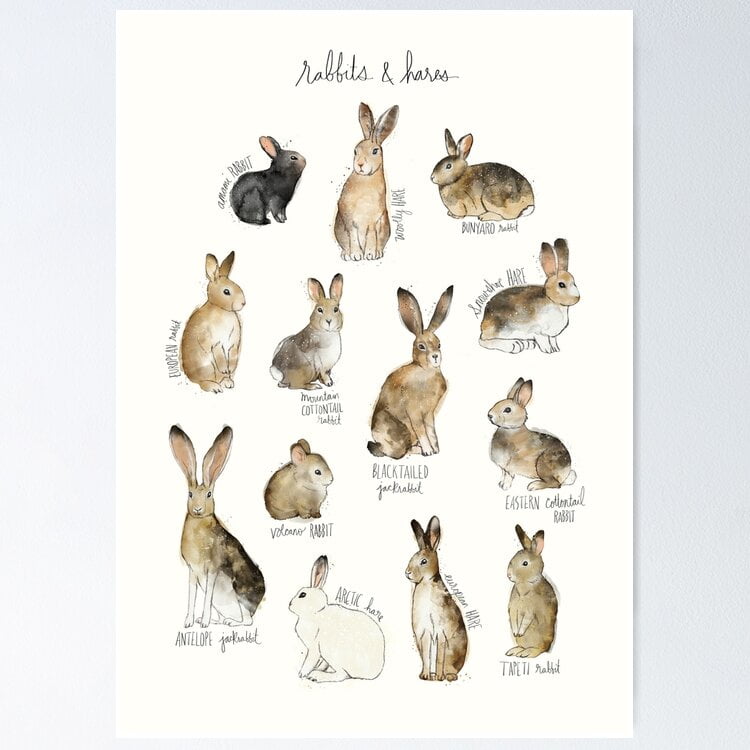 Poster Rabbits & Hares - No Framed, Vintage Wall Art, Trendy Retro ...