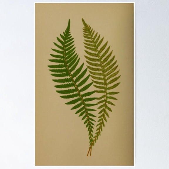 Poster Two Ferns - No Framed, Vintage Wall Art, Trendy Retro Print, Positive Quote Poster, Room Decor, Wall Art, 8x12
