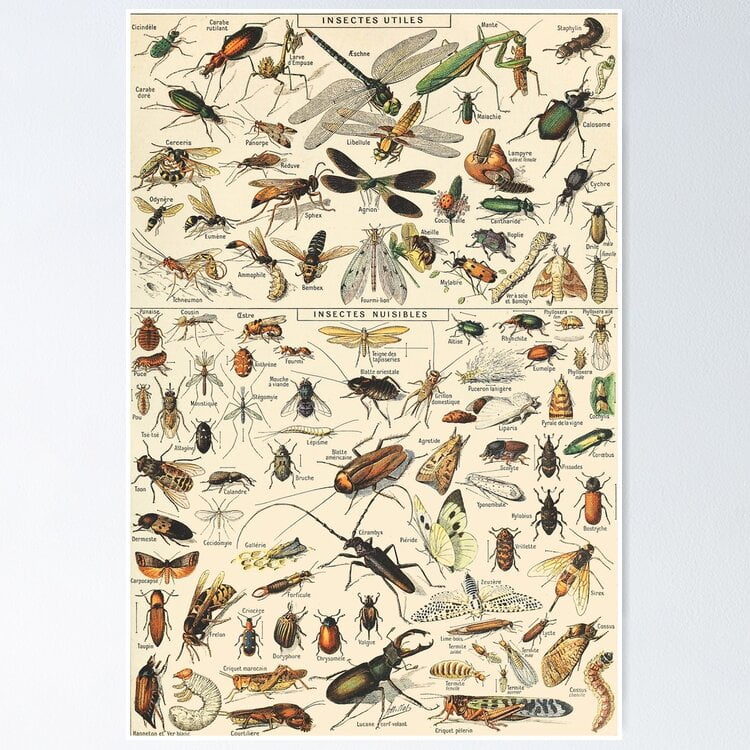 Poster Vintage Insect - No Framed, Vintage Wall Art, Trendy Retro Print ...