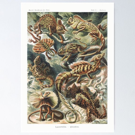 Poster Vintage Lizards and Reptiles - Unframed Poster | Home Decor | Best Surprise Gift!, 24x36