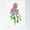 thumbnail image 1 of Poster Vintage Persian Lilac - Unframed Poster, 12x18, 1 of 2