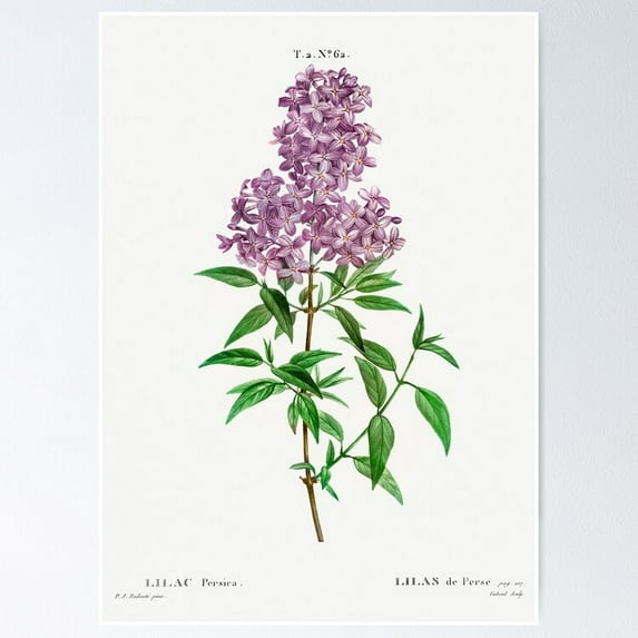 Poster Vintage Persian Lilac - Unframed Poster, 12x18