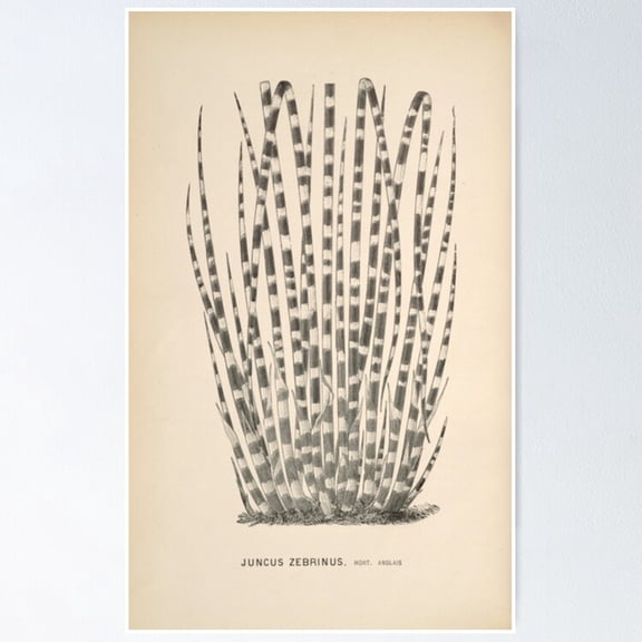 Poster Zebra Grplant - No Framed, Vintage Wall Art, Trendy Retro Print, Positive Quote Poster, Room Decor, Wall Art, 12x18