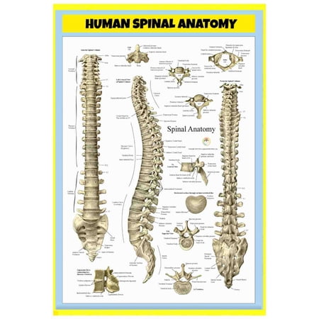 Poster of "Human Spinal Anatomy" - Perfect for Classrooms & Doctor's Offices - 18x24 Inch Laminated Poster - Vivid Colors, Easy to Read, Clean Layout