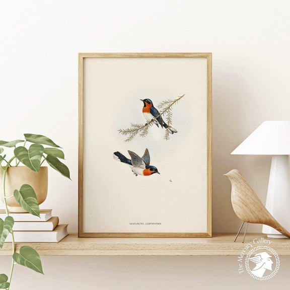 PosterArt Bird Poster, White-bellied Flycatcher Art Print, Minimalist Exotic Nature Wall Decoration, 16x24 UNFRAMED