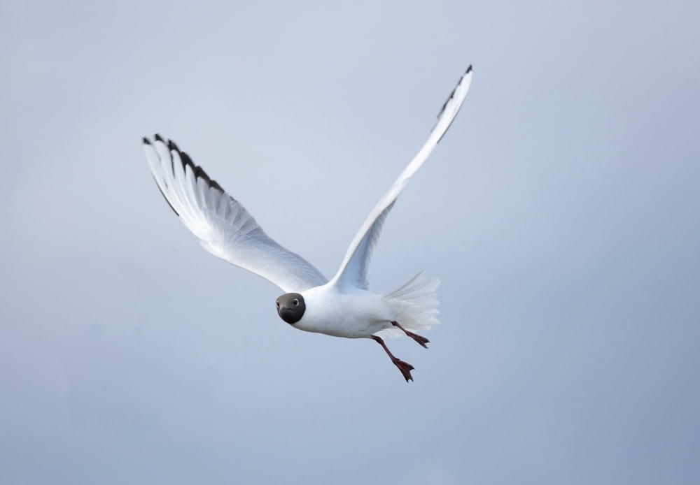 Posterazzi A Bird In Flight Amble Northumberland England Canvas Art - John Short Design Pics (36 x 24)