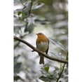 thumbnail image 1 of Posterazzi DPI12279559 A Bird with Yellow & White Plumage Sits on A Tree Branch - South Shields Tyne & Wear England Poster Print - 12 x 19 in., 1 of 3