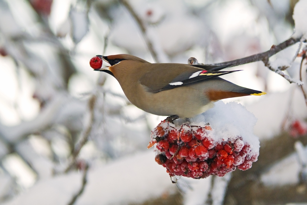 Posterazzi A Bohemian Waxwing Feeding On Mountain Ash Berries Anchorage Southcentral Alaska Winter Canvas Art - Brian Guzzetti Design Pics (34 x 22)