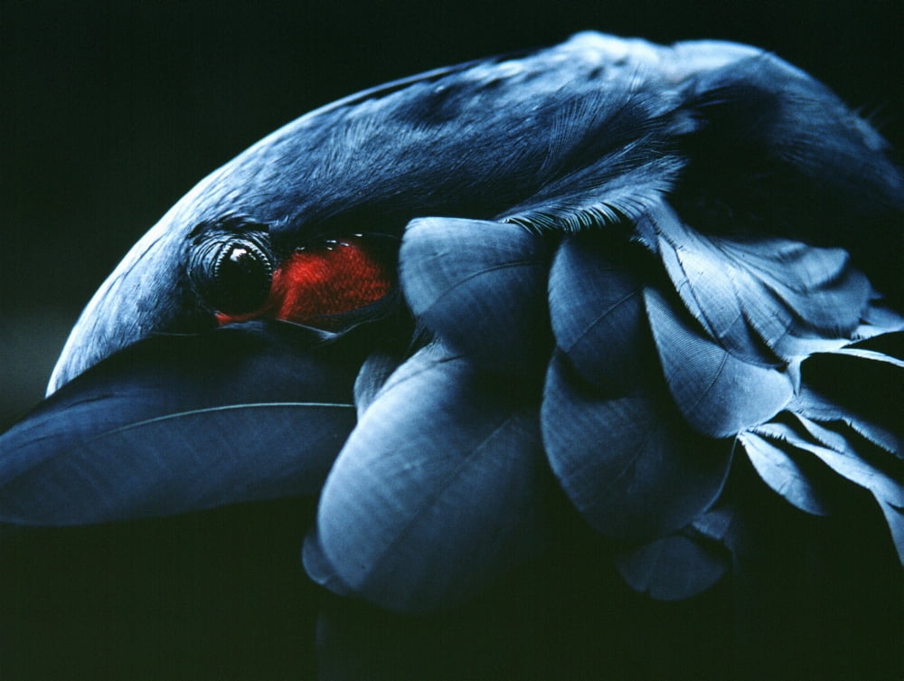 Posterazzi A Brazilian Macaw Hiding Its Beak Under Its Wing Canvas Art - Carl Shaneff Design Pics (32 x 24)