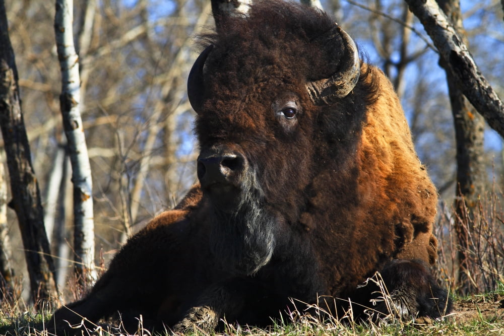Posterazzi A Buffalo Resting Canvas Art - Richard Wear Design Pics (34 x 22)
