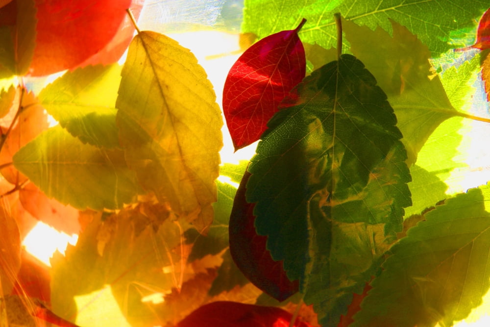 Posterazzi A Collage Of Leaves Canvas Art - Con Tanasiuk Design Pics (34 x 22)