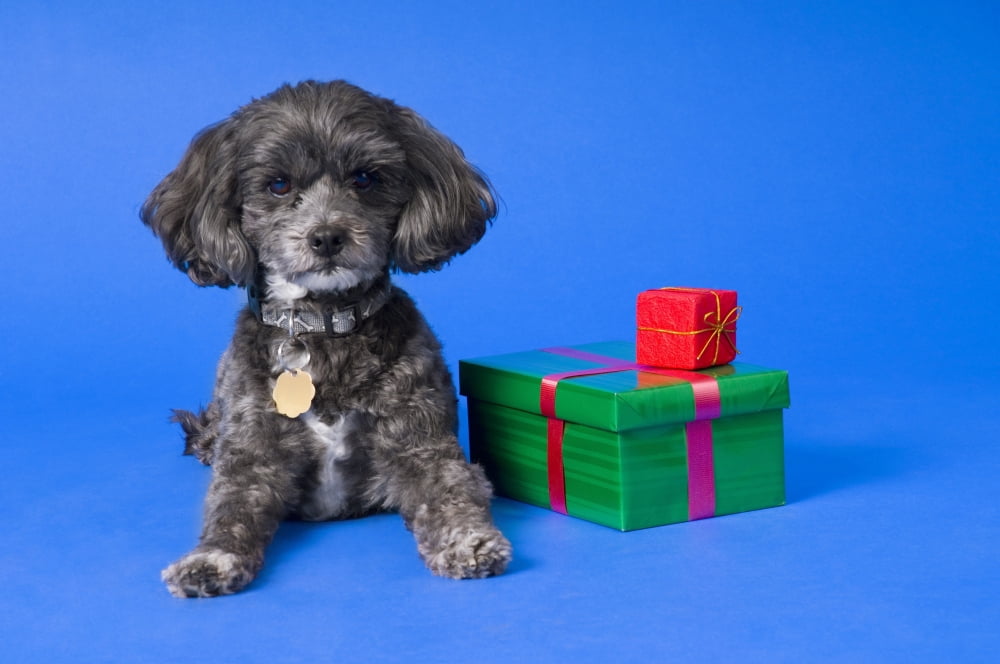 Posterazzi A Dog With Some Gifts Canvas Art - Corey Hochachka Design Pics (34 x 22)