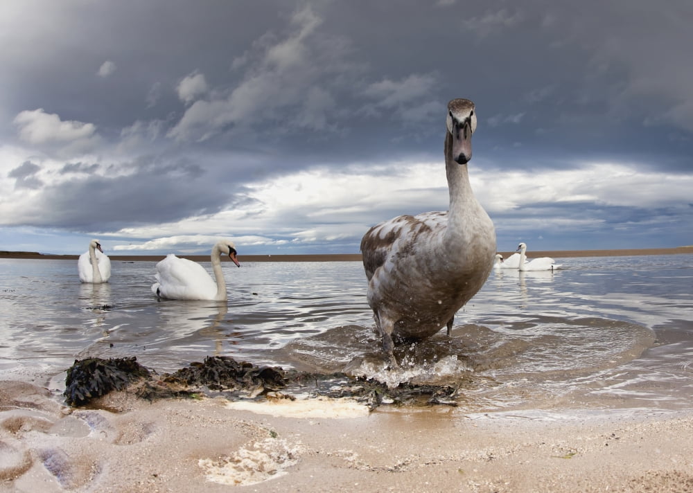 Posterazzi A Duck And Swans In The Shallow Water Along The Coast Northumberland England Canvas Art - John Short  Design Pics (36 x 26)
