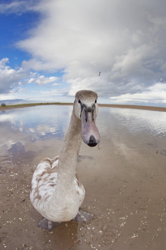 Posterazzi A Goose Standing On The Beach Staring At The Camera Northumberland England Canvas Art - John Short Design Pics (24 x 38)