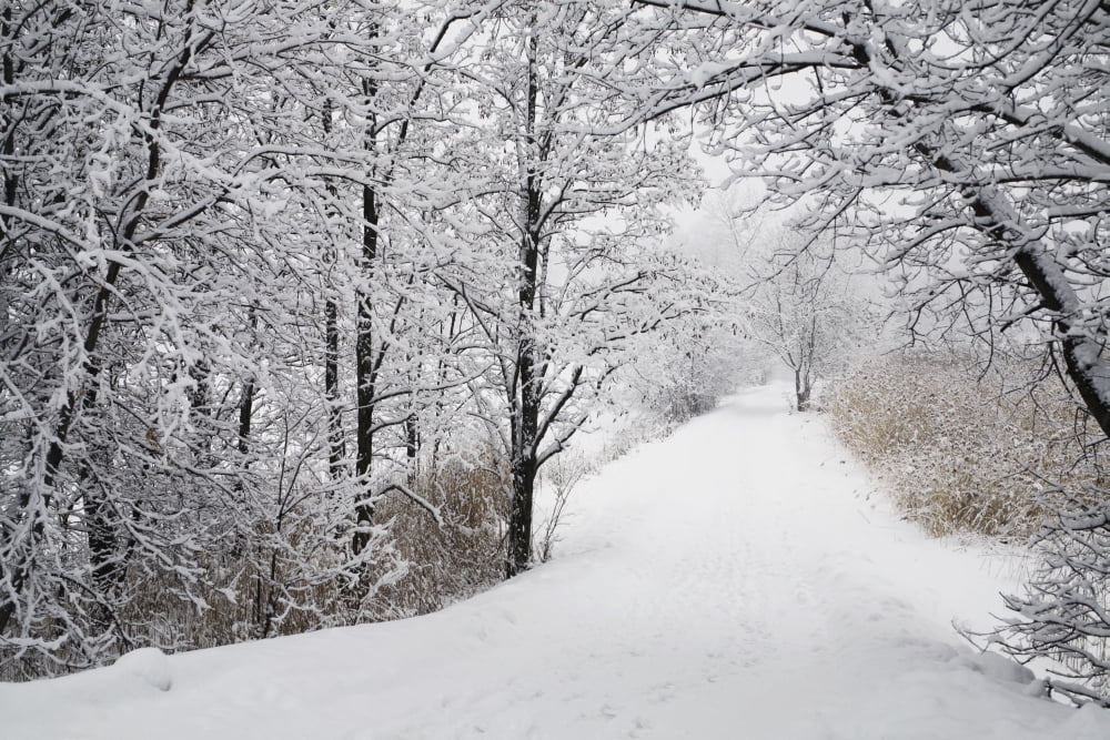 Posterazzi A Path Lined With Trees And Covered In Snow Quebec Canada Canvas Art - David Chapman Design Pics (38 x 24)