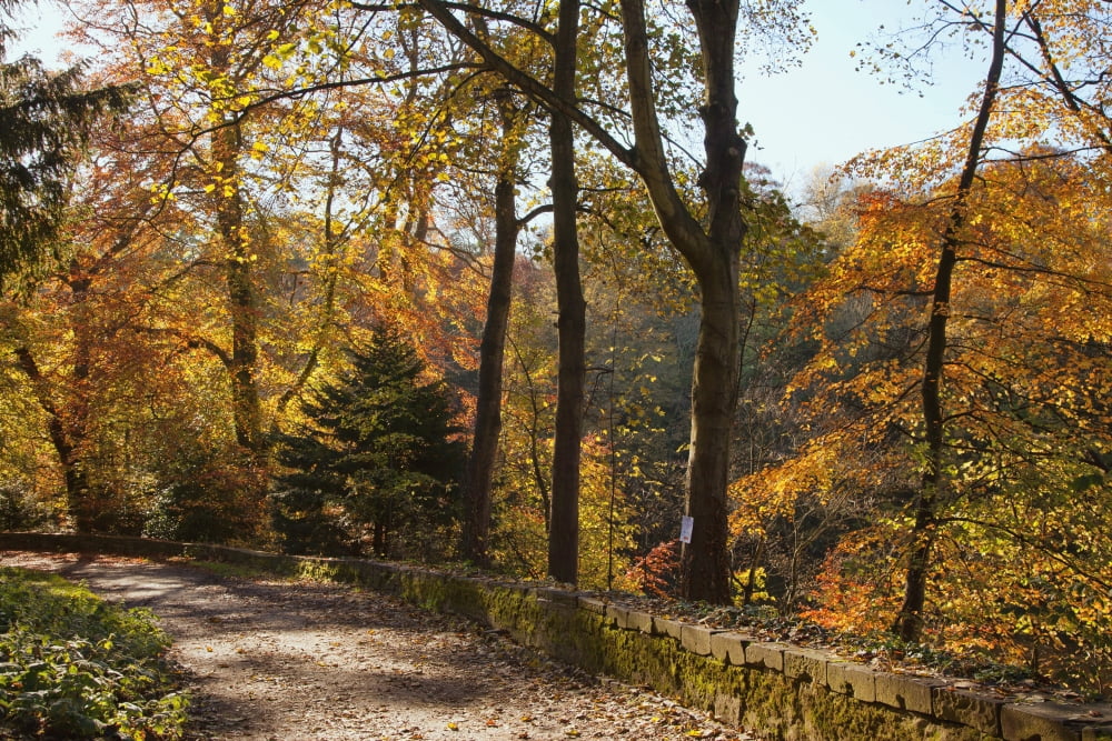 Posterazzi A Path Lined With Trees In Autumn Colours Durham England Canvas Art - John Short Design Pics (38 x 24)