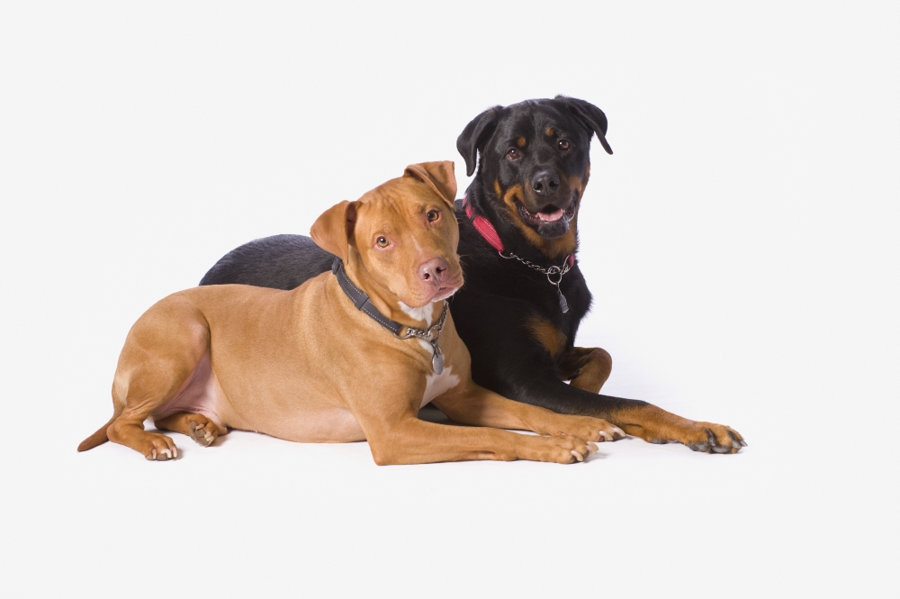 Posterazzi A Pitbull And A Rotweiller On A White Studio Background St Albert Alberta Canada Canvas Art - Corey Hochachka  Design Pics (38 x 24)