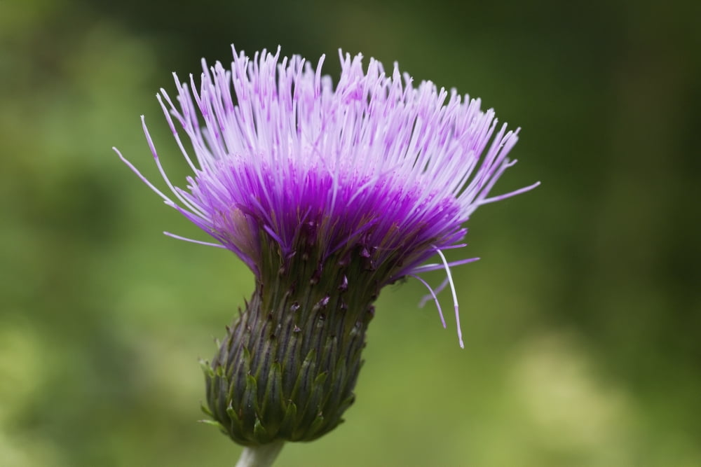 Posterazzi A Purple Flower Northumberland England Canvas Art - John Short Design Pics (38 x 24)