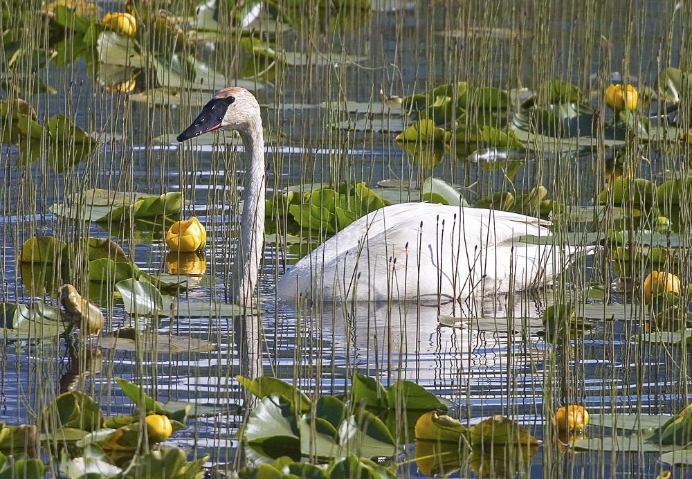 Posterazzi A Trumpeter Swan In A Lily Pond Near Seward Alaska Kenai Peninsula Southcentral Summer Canvas Art - Ken Baehr Design Pics (34 x 22)