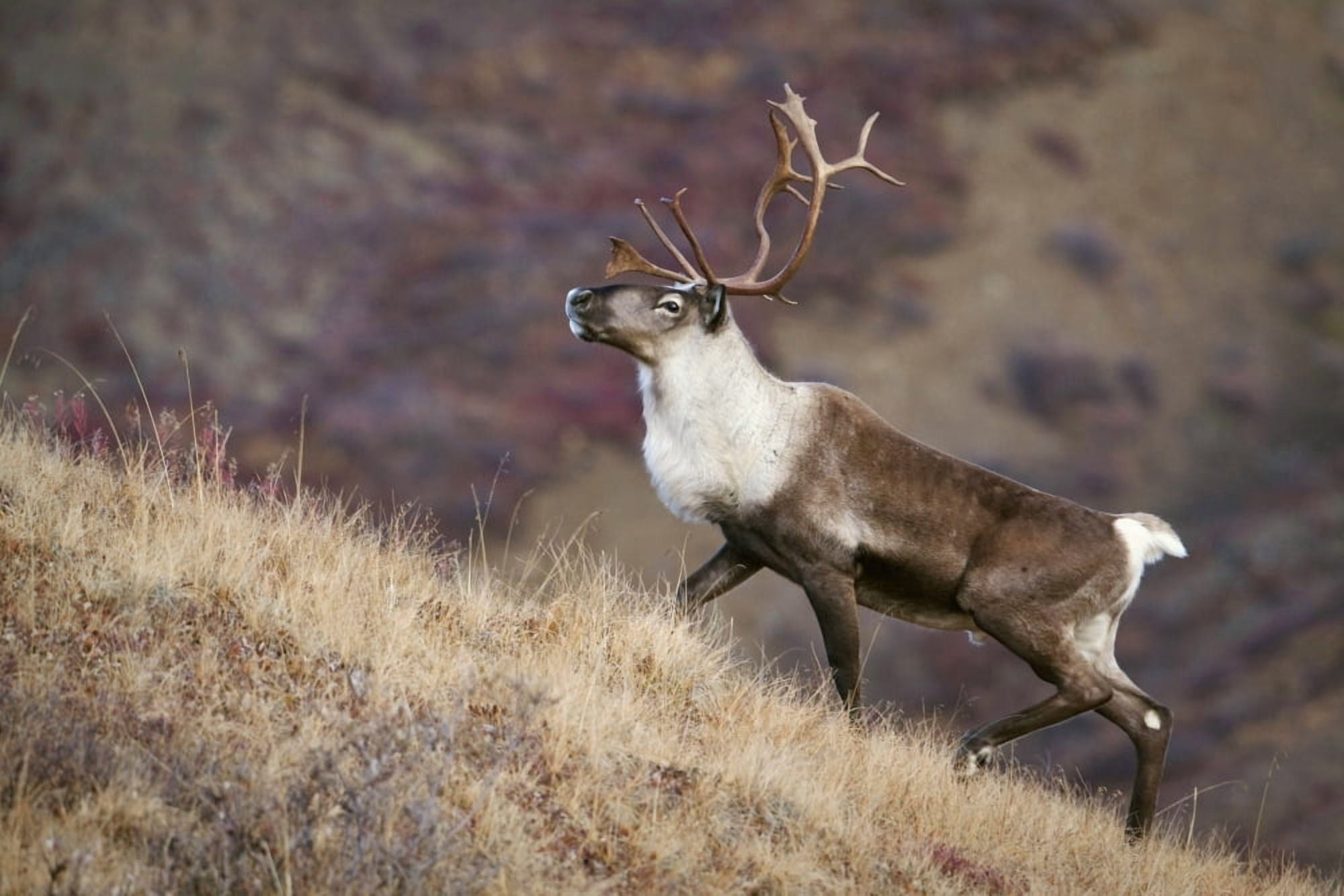Posterazzi A Young Male Caribou Climbs A Steep Ridge Line In Denali National Park Interior Alaska Fall Canvas Art - Ken Baehr  Design Pics (34 x 22)