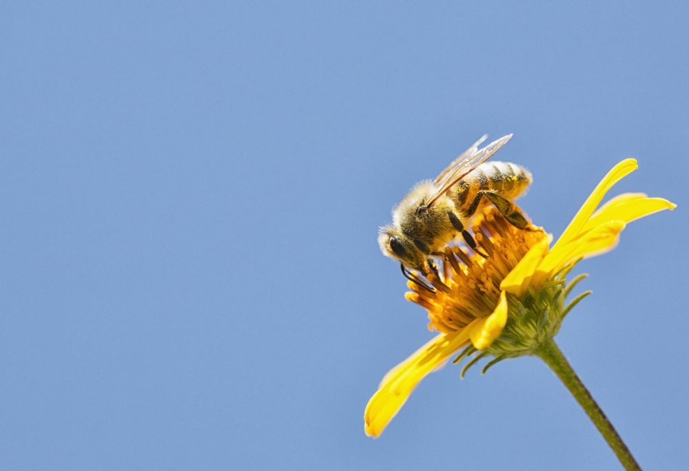 Posterazzi A bee is busy pollenating flowers as it goes about its job collecting pollen Bolivia Canvas Art - Robert Postma Design Pics (36 x 24)