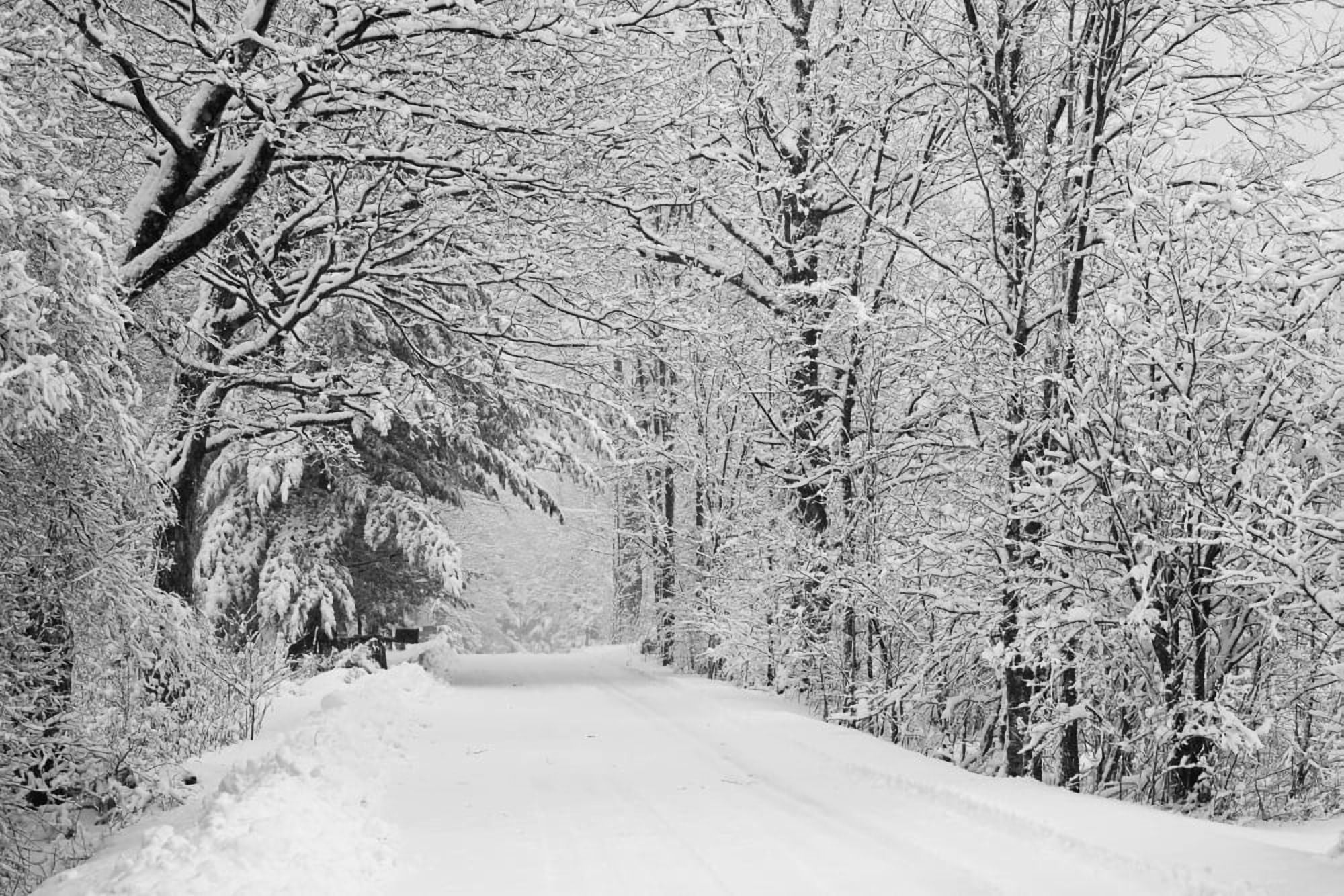 Posterazzi A snow covered road lined with leafless trees in winter Brome Lake Quebec Canada Canvas Art - David Chapman Design Pics (38 x 24)