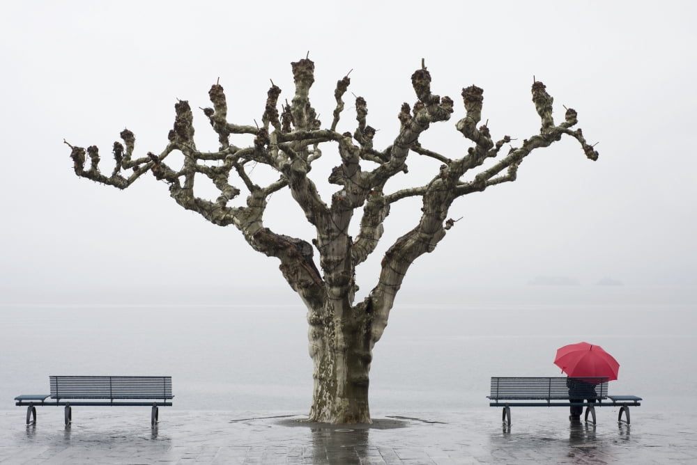 Posterazzi A tree and a person with a red umbrella at the waters edgeAscona ticino switzerland Canvas Art - Mats Silvan Design Pics (36 x 24)