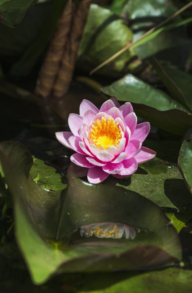 Posterazzi A water lily blooms in springtime Astoria Oregon United States of America Canvas Art - Robert L Potts Design Pics (24 x 38)