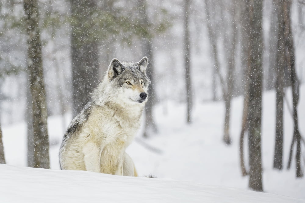 Posterazzi A wolf sitting in a snowfall in a forest Canvas Art - Dominic Marcoux Design Pics (36 x 24)