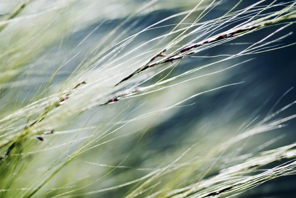 Posterazzi Abstract Of Ornamental Grass (Stipa Gigantea) Canvas Art - Ray Laskowitz Design Pics (34 x 22)
