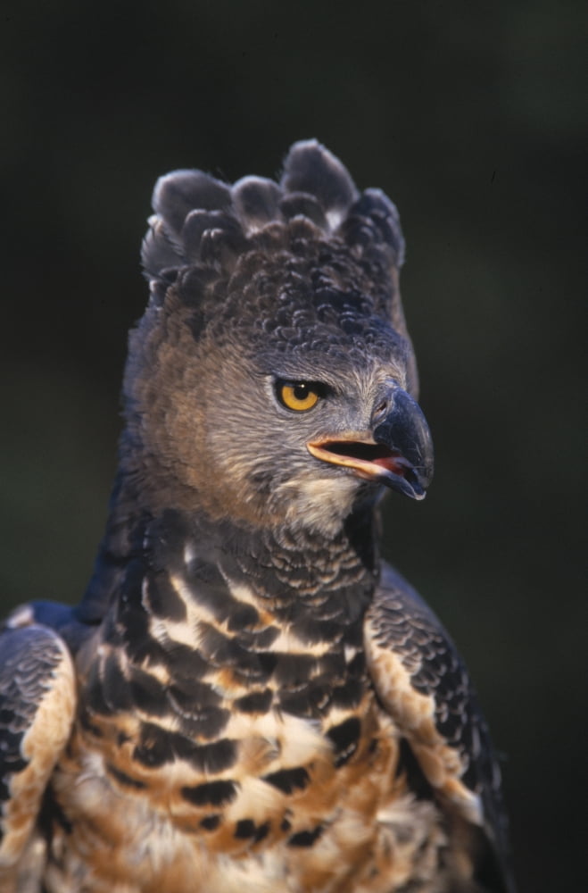 Posterazzi African Crowned Eagle Canvas Art - Natural Selection David Ponton Design Pics (22 x 34)