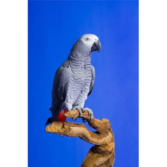 Posterazzi African Grey Parrot 11'' x 17'' Framed Poster