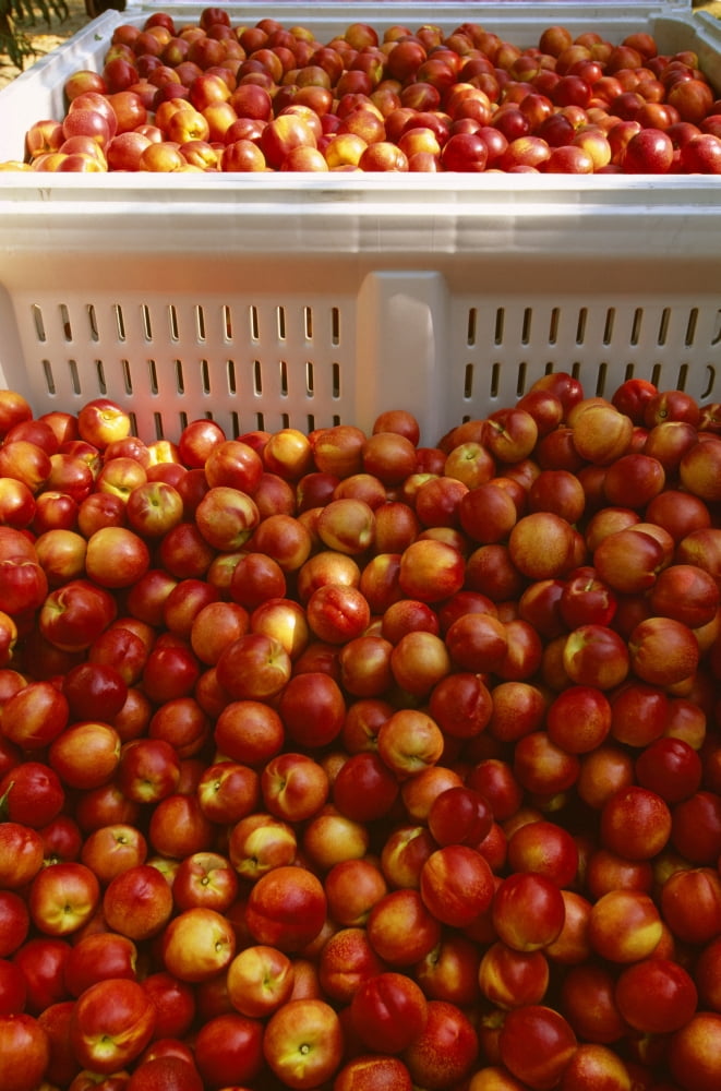 Posterazzi Agriculture - Freshly harvested ripe nectarines in field bins San Joaquin Valley California USA Canvas Art - John Wigmore Design Pics (24 x 36)