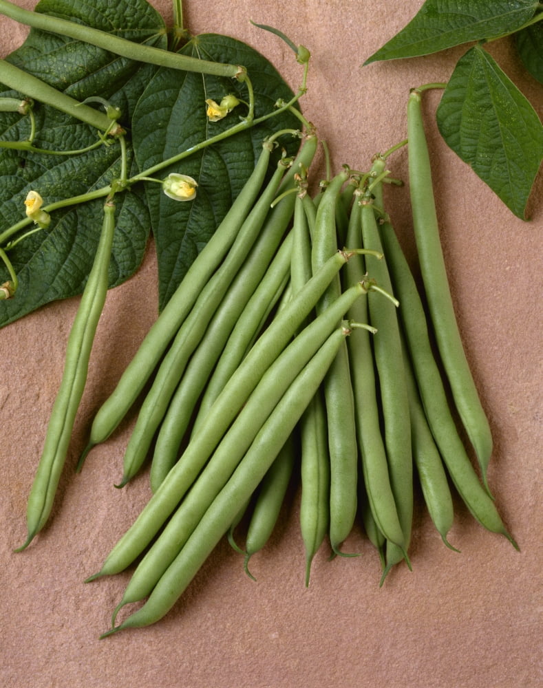 Posterazzi Agriculture - Green beans on stone Rhapsody variety studio Canvas Art - Ed Young Design Pics (26 x 34)