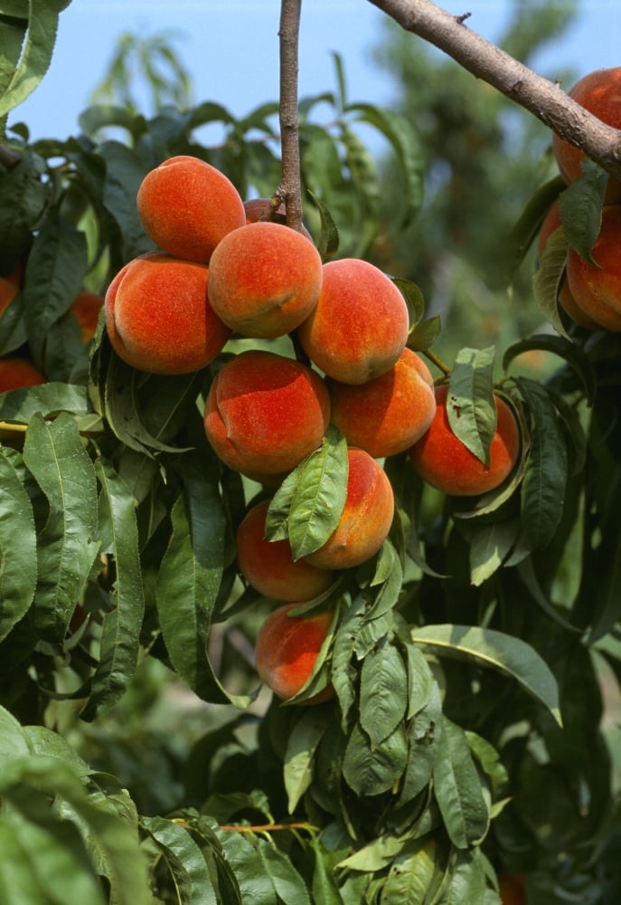 Posterazzi Agriculture - Ripe peaches on the tree ready for harvest Sussex County Delaware USA Canvas Art - Robert Bennett Design Pics (24 x 36)