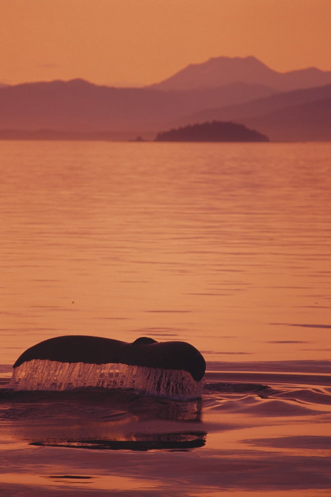 Posterazzi Alaska Inside Passage Admiralty Island Close-Up Of Fluke Calm Ocean Sunset Orange Sky Reflections (Megaptera Novaeangliae) Canvas Art - John Hyde Design Pics (24 x 38)