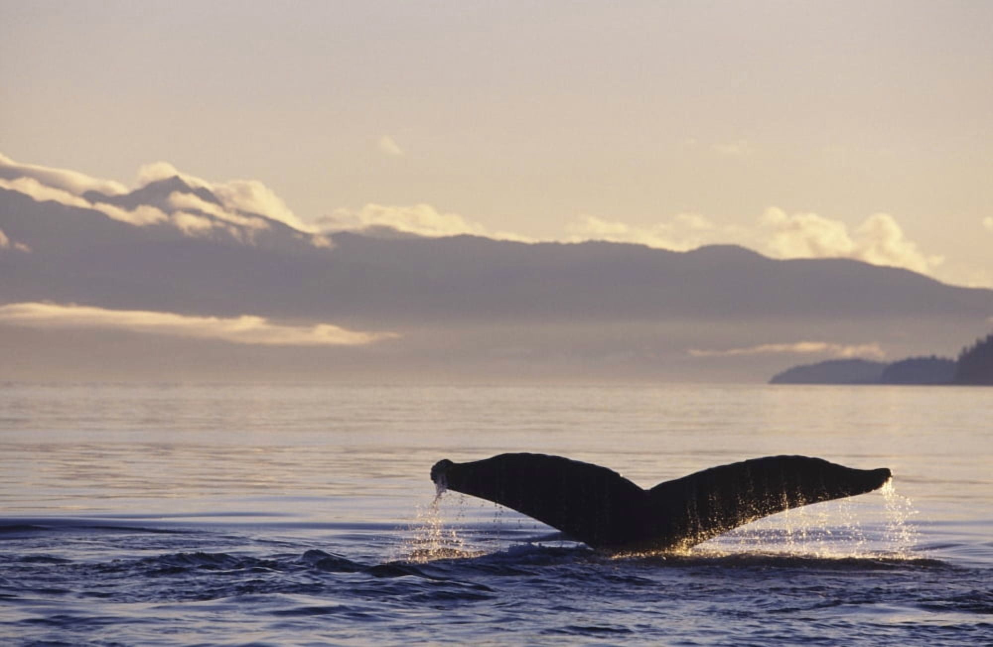 Posterazzi Alaska Inside Passage Humpback Whale (Megaptera Novaeangliae) Tail Fluke In Late Afternoon Canvas Art - John Hyde Design Pics (34 x 22)