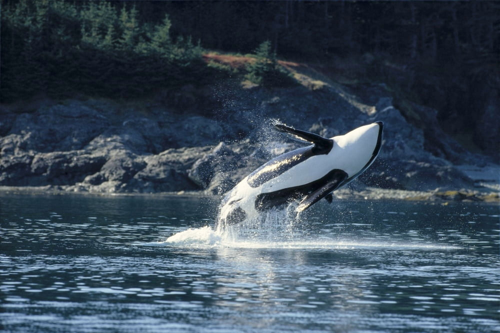 Posterazzi Alaska Inside Passage Orca Breaches (Orcinus Orca) Full Length Underside View A95C Canvas Art - John Hyde Design Pics (38 x 24)