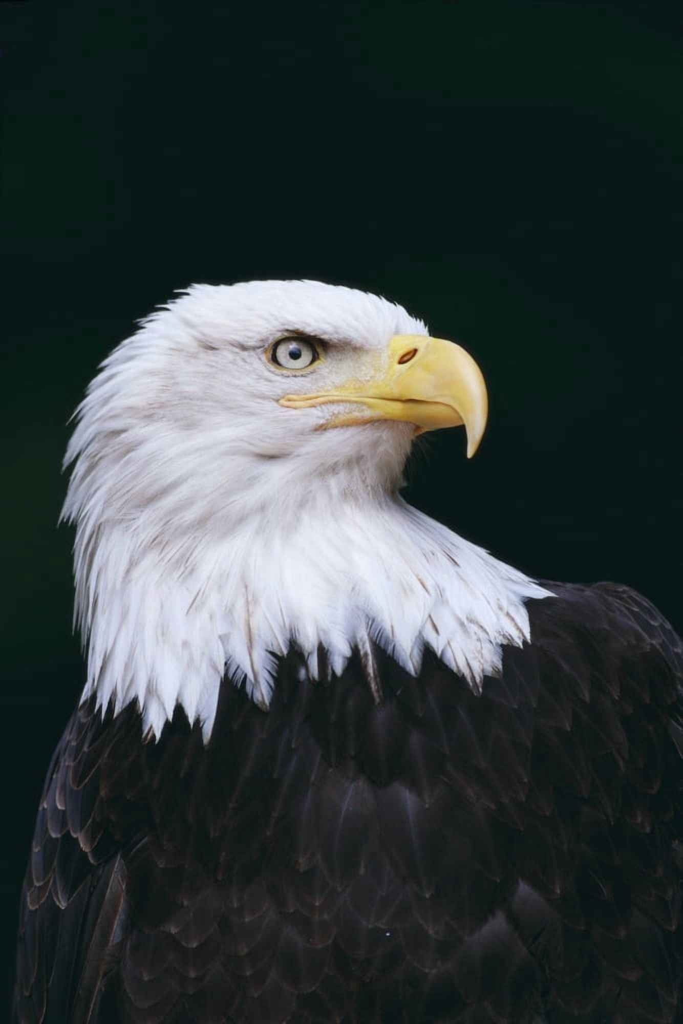 Posterazzi Alaska Tongass National Forest Bald Eagle Close-Up (Haliaeetus Leucocephalus) Portrait Canvas Art - John Hyde  Design Pics (24 x 36)
