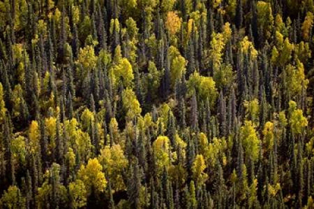 Posterazzi Alaska in Fall Canvas Art - John Stalowy (20 x 28)