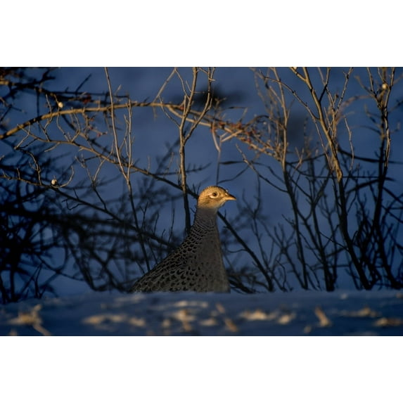 Posterazzi DPI1844776LARGE Alberta Canada - Female Ring-Necked Pheasant Poster Print, Large - 34 x 22