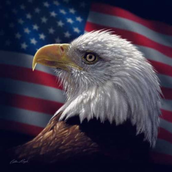 Posterazzi American Bald Eagle Canvas Art - Colin Bogle (24 x 24)