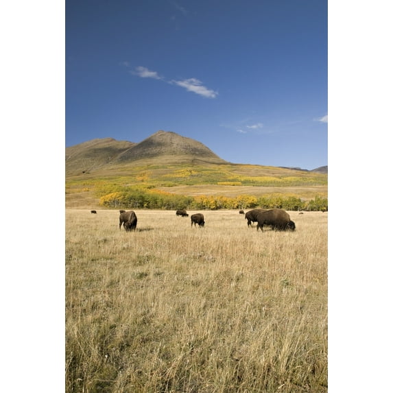 Posterazzi DPI1837185LARGE American Bison Bison Bison Southern Alberta Canada Poster Print, Large - 22 x 34