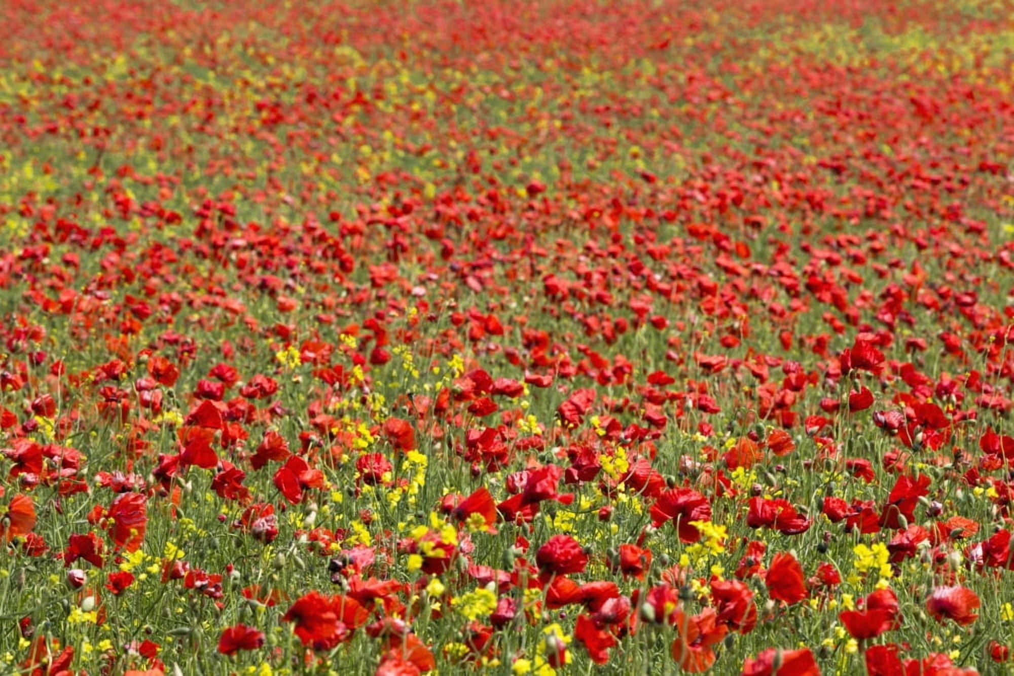 Posterazzi An abundance of red and yellow flowers growing in a field Northumberland England Canvas Art - John Short Design Pics (38 x 24)