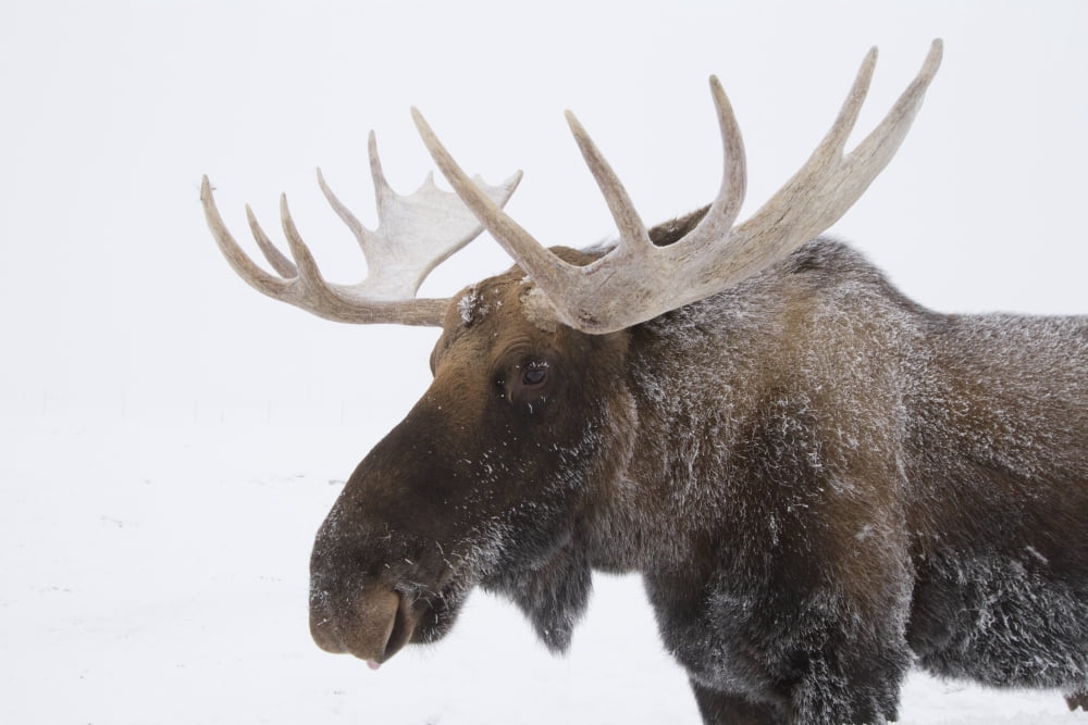 Posterazzi An elk (Cervus canadensis) with snow on its fur Canvas Art - Doug Lindstrand  Design Pics (36 x 24)