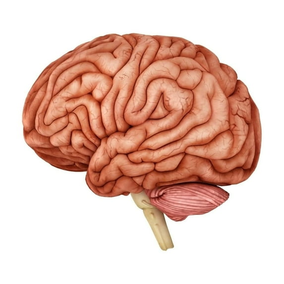 Posterazzi Anatomy of Human Brain Side View Print 16" x 12" Framed Poster