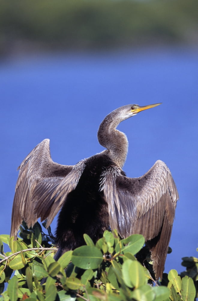 Posterazzi Anhinga Canvas Art - Natural Selection David Ponton Design Pics (24 x 36)